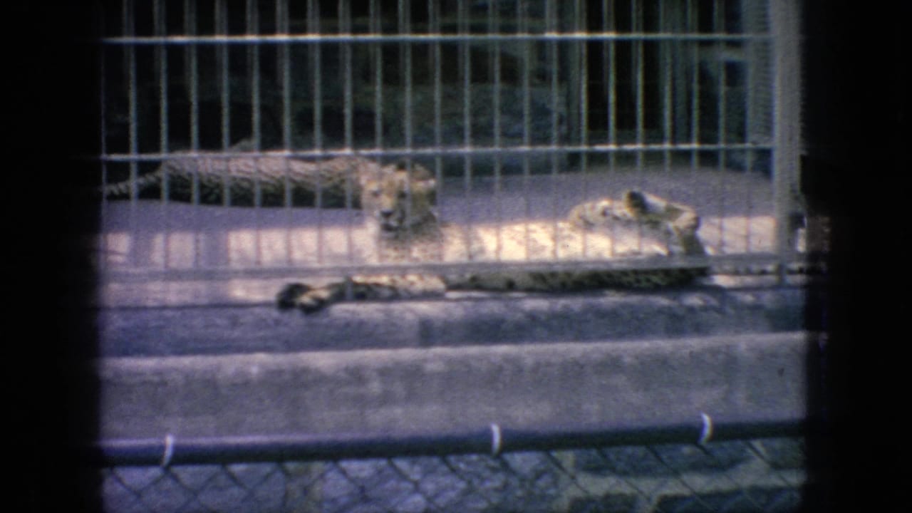 1966 New Jersey 8mm frame showing a spotted cheetah or similar big cat lying on a concrete platform inside a barred zoo enclosure.