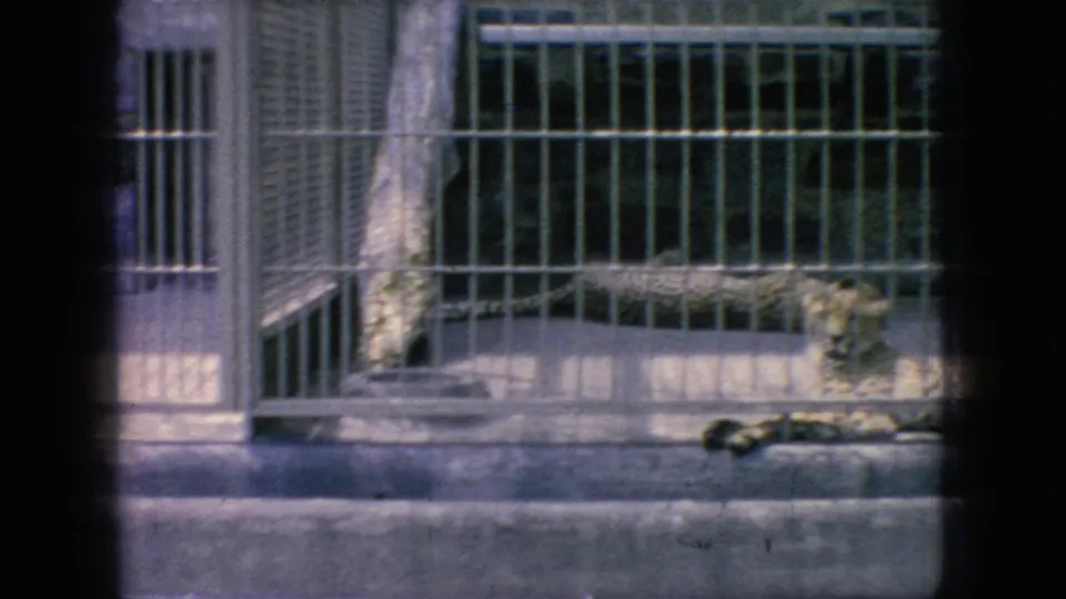 1966 New Jersey 8mm frame showing a spotted big cat resting in a barred zoo enclosure, filmed past foreground shadows and a tree trunk.