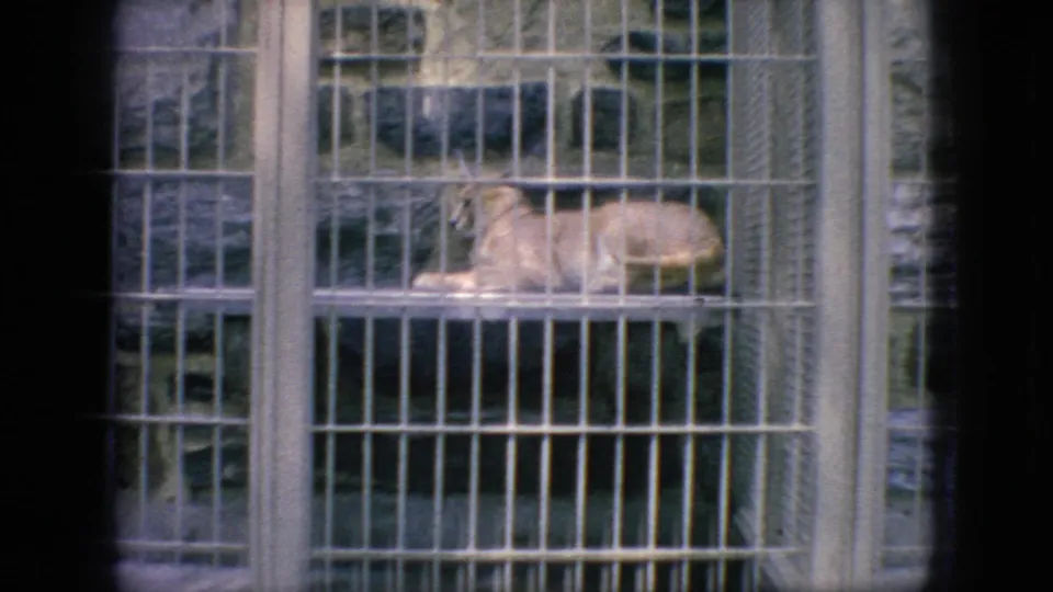 1966 New Jersey 8mm frame showing a light-colored caracal or similar wild cat resting inside a wire zoo cage with vertical bars and a concrete shelf.