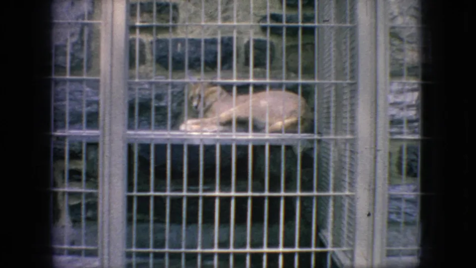 A tan large cat rests on a raised shelf inside a barred zoo enclosure in 1966 New Jersey home-movie footage.