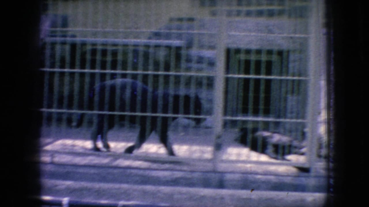 Dark large cat pacing behind metal bars in a concrete zoo enclosure.