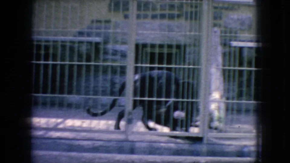 The dark large cat continues pacing inside the barred zoo enclosure, partially obscured by cage bars and the contact-sheet frame edge.