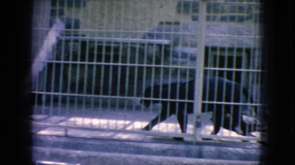A dark panther-like cat walks across a barred zoo enclosure in New Jersey, with concrete flooring and pale cage bars visible in the 1966 home-movie frame.