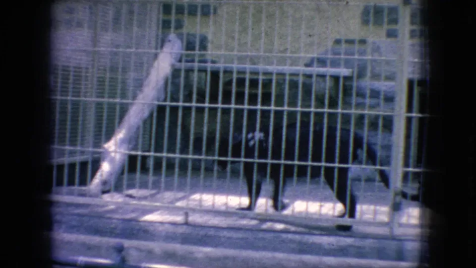 A black big cat, likely a panther, stands behind metal bars in a 1966 New Jersey zoo enclosure filmed on 8mm home-movie stock.