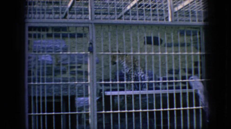 A barred big-cat enclosure with platforms, shadows, and a dark animal shape appears in this 1966 New Jersey zoo home-movie frame.