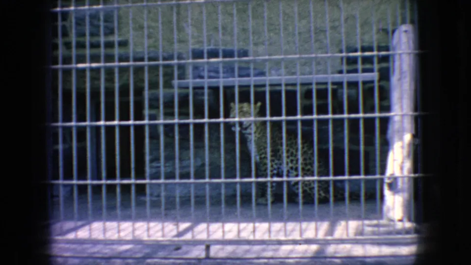 A spotted big cat, likely a leopard, is visible behind vertical enclosure bars in 1966 New Jersey zoo footage.