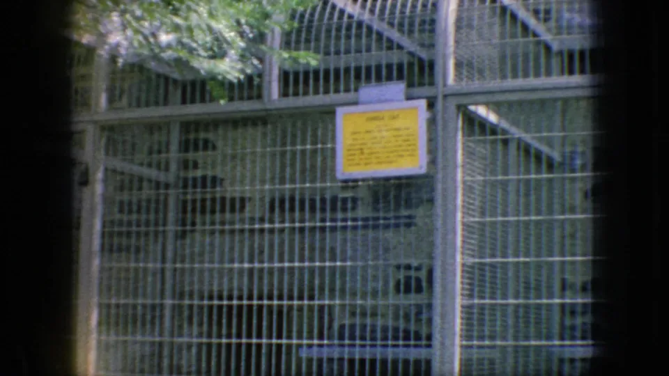 A larger barred zoo enclosure with a yellow sign and a shadowed big cat form appears in this 1966 New Jersey 8mm frame.