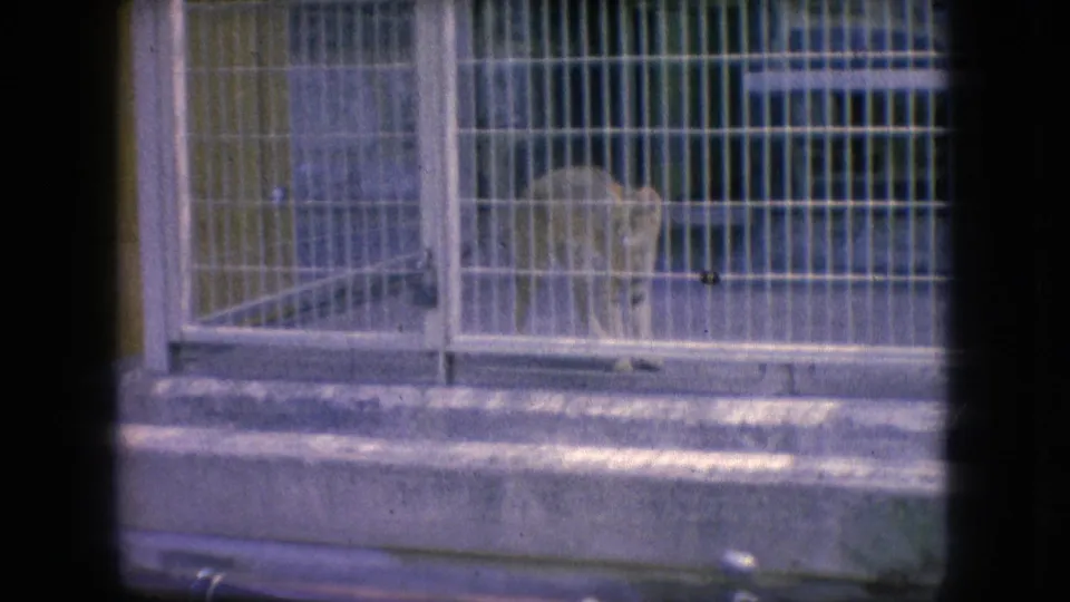 1966 New Jersey 8mm frame showing a seal seen through metal bars in a zoo enclosure, with concrete ledge and dark film borders visible.
