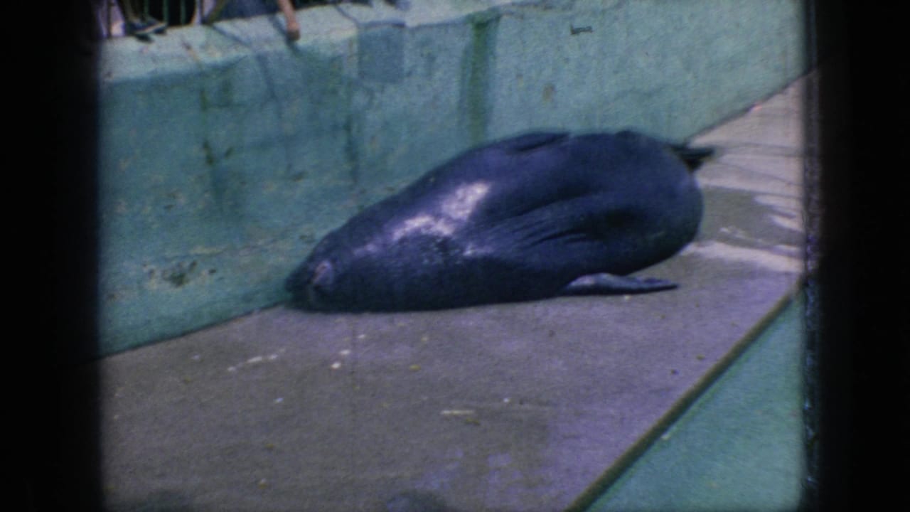1966 New Jersey home-movie frame of a seal lying still on a concrete platform beside green-tinted zoo pool water and painted enclosure walls.