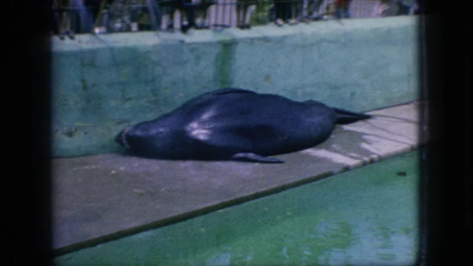 1966 New Jersey 8mm still showing a seal stretched out on a concrete ledge next to green pool water, with partial visitors visible along the top edge.