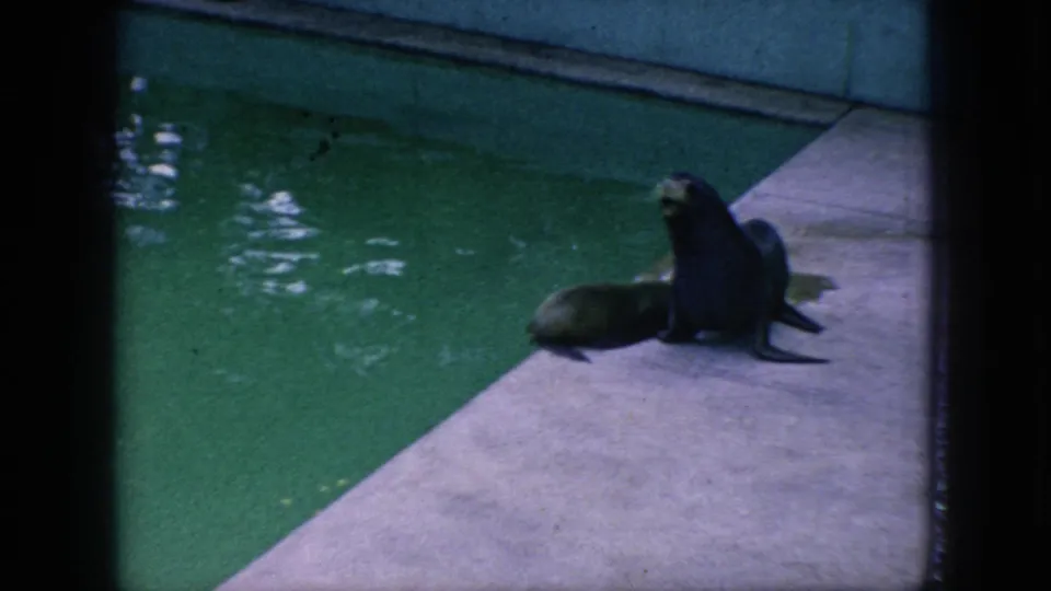 1966 New Jersey home-movie frame showing one seal upright and another smaller seal nearby on a concrete edge beside green pool water.