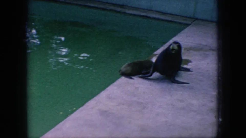 Two sea lions rest on a concrete pool edge in supported 1966 New Jersey zoo home-movie footage, with painted enclosure walls and green water around them.