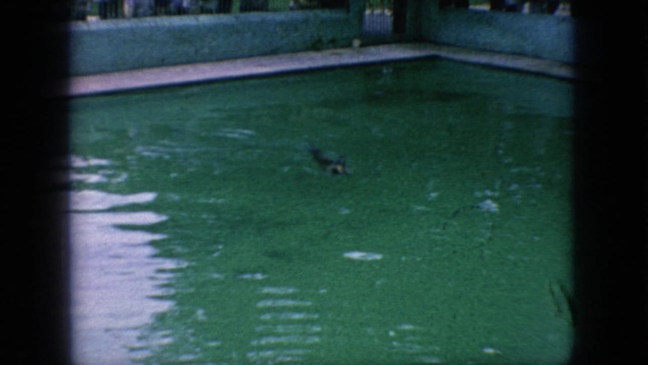 A sea lion swims through green-tinted water in the zoo enclosure, framed by concrete pool edges and dark 8mm film borders.