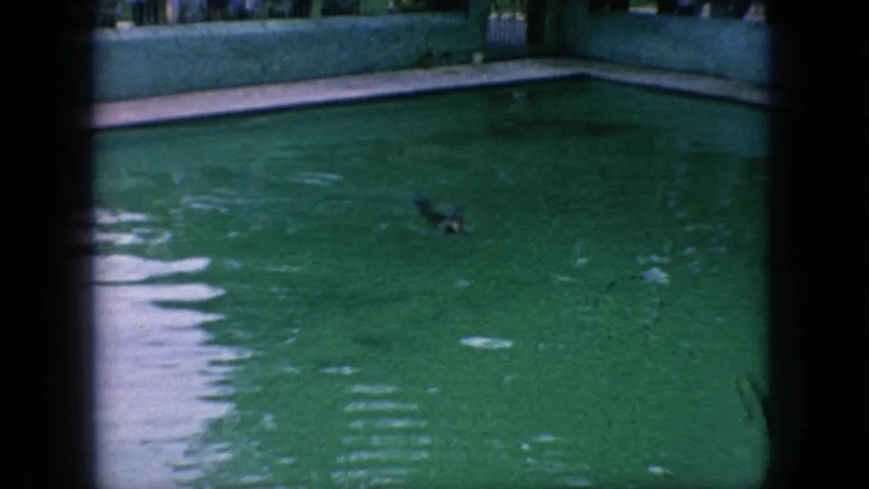 A sea lion swims through green-tinted water in the zoo enclosure, framed by concrete pool edges and dark 8mm film borders.