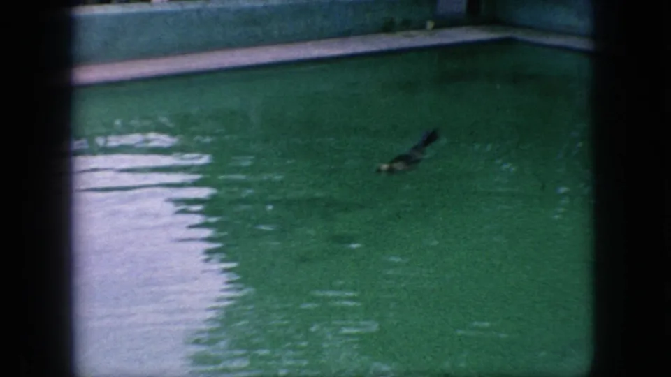A sea lion moves across the green zoo pool water in the 1966 New Jersey home-movie footage, with the enclosure wall and pool edge visible behind it.