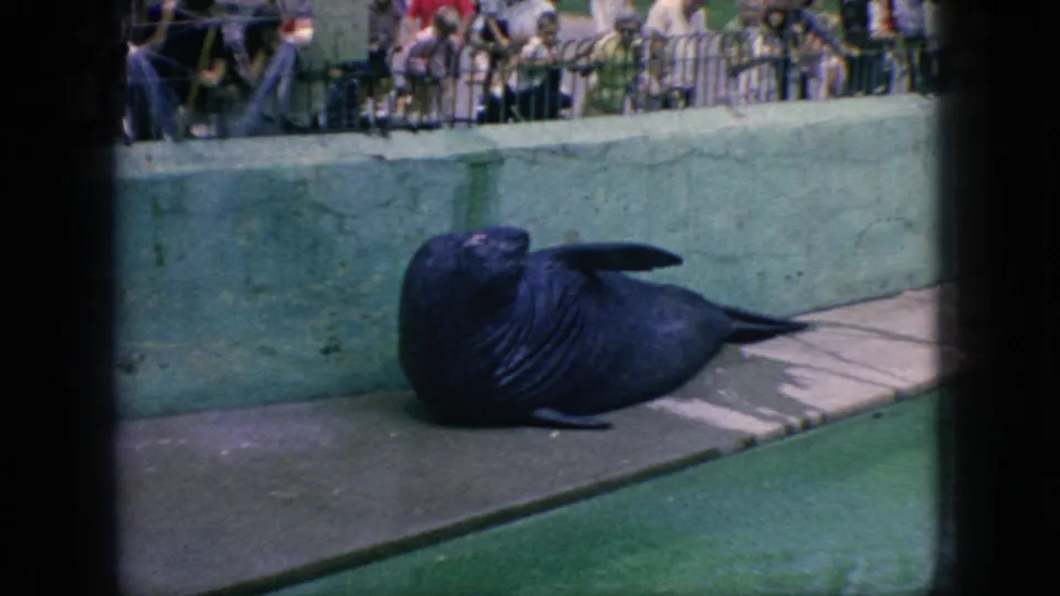 A large sea lion rests on the concrete ledge of a zoo pool in 1966 New Jersey footage, with spectators visible behind a metal barrier in the background.