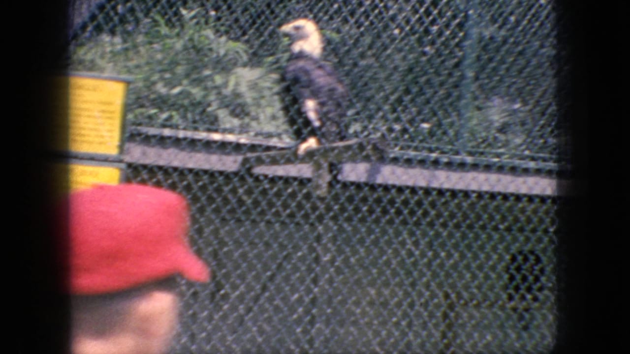 1966 New Jersey 8mm frame showing a bald eagle perched inside a chain-link zoo or wildlife enclosure, with a yellow informational sign and the edge of a red cap at lower left.