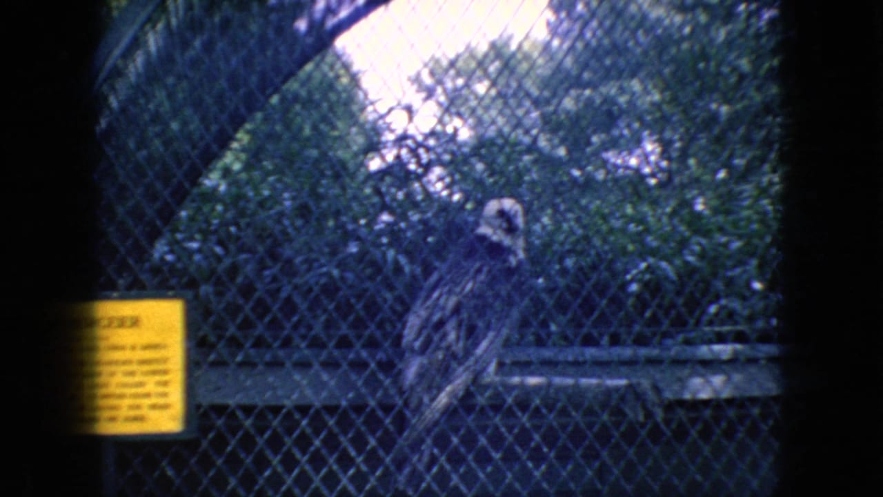 Raptor-like bird perched behind chain-link fencing near a yellow exhibit sign.