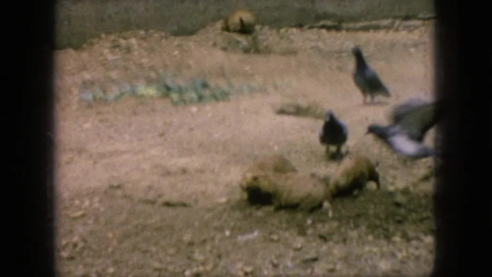 1966 New Jersey 8mm frame showing pigeons on a dry zoo enclosure floor near a small groundhog-like animal, with dirt, rocks, and sparse vegetation visible.