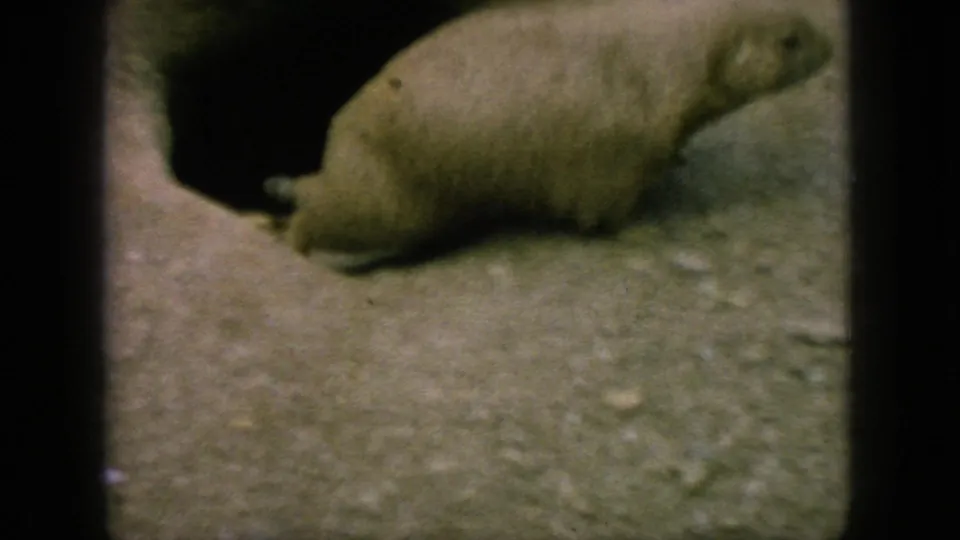1966 New Jersey 8mm frame showing a groundhog-like animal on sandy ground beside rocks, filmed from a handheld visitor perspective in a zoo or wildlife enclosure.