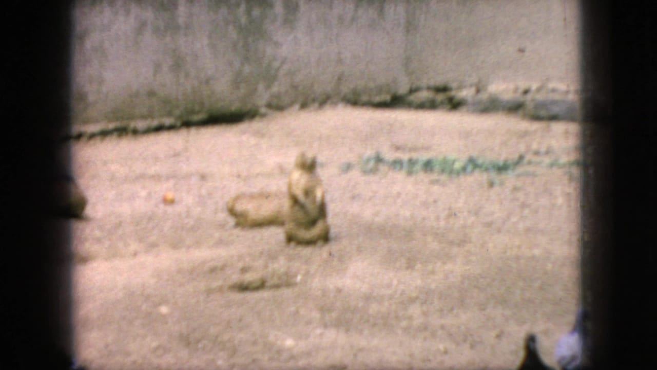 1966 New Jersey 8mm frame showing a groundhog sitting upright in a sandy enclosure, with a low concrete wall and dark barrier edges visible in the foreground.