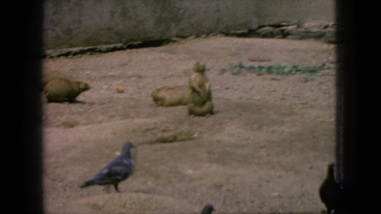 Groundhog and pigeon in a sandy enclosure with a concrete wall behind them.