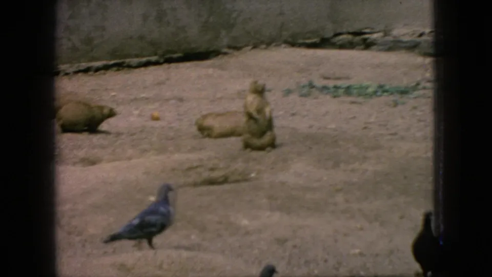 1966 New Jersey home-movie frame showing a groundhog near the back of a sandy enclosure while a pigeon walks across the foreground behind dark vertical framing.