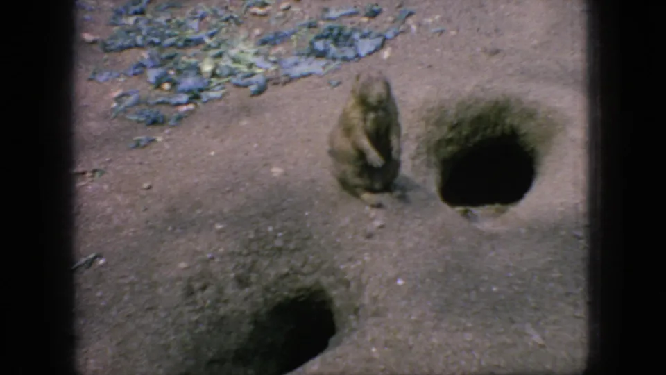 1966 New Jersey 8mm frame showing a groundhog beside two dark burrow openings in sandy soil, with rough enclosure ground and dark foreground framing.