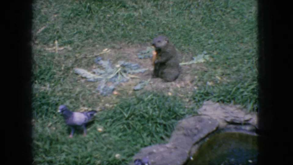 1966 New Jersey frame showing a groundhog on a grassy patch appearing to hold or eat vegetation, with a pigeon nearby and a rocky water edge in the lower corner.