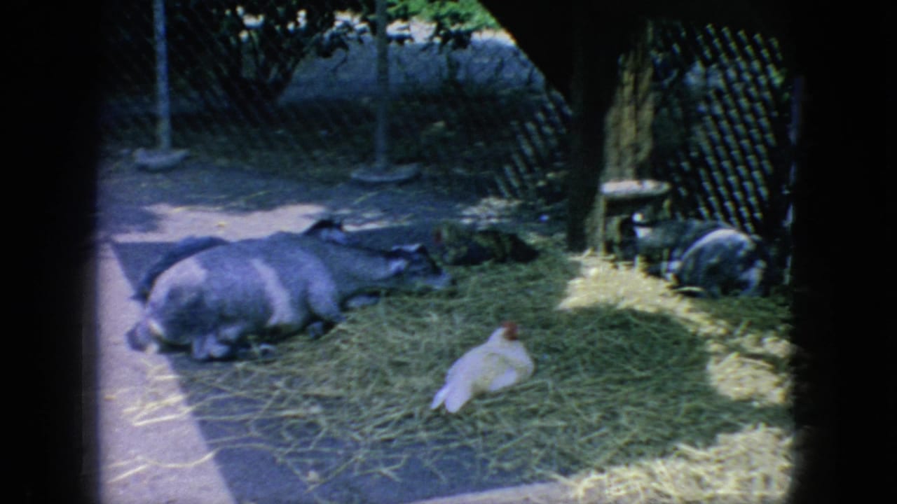 1966 New Jersey 8mm frame showing a hay-covered zoo pen with a large resting animal, a chicken, chain-link fencing, and shaded trees nearby.
