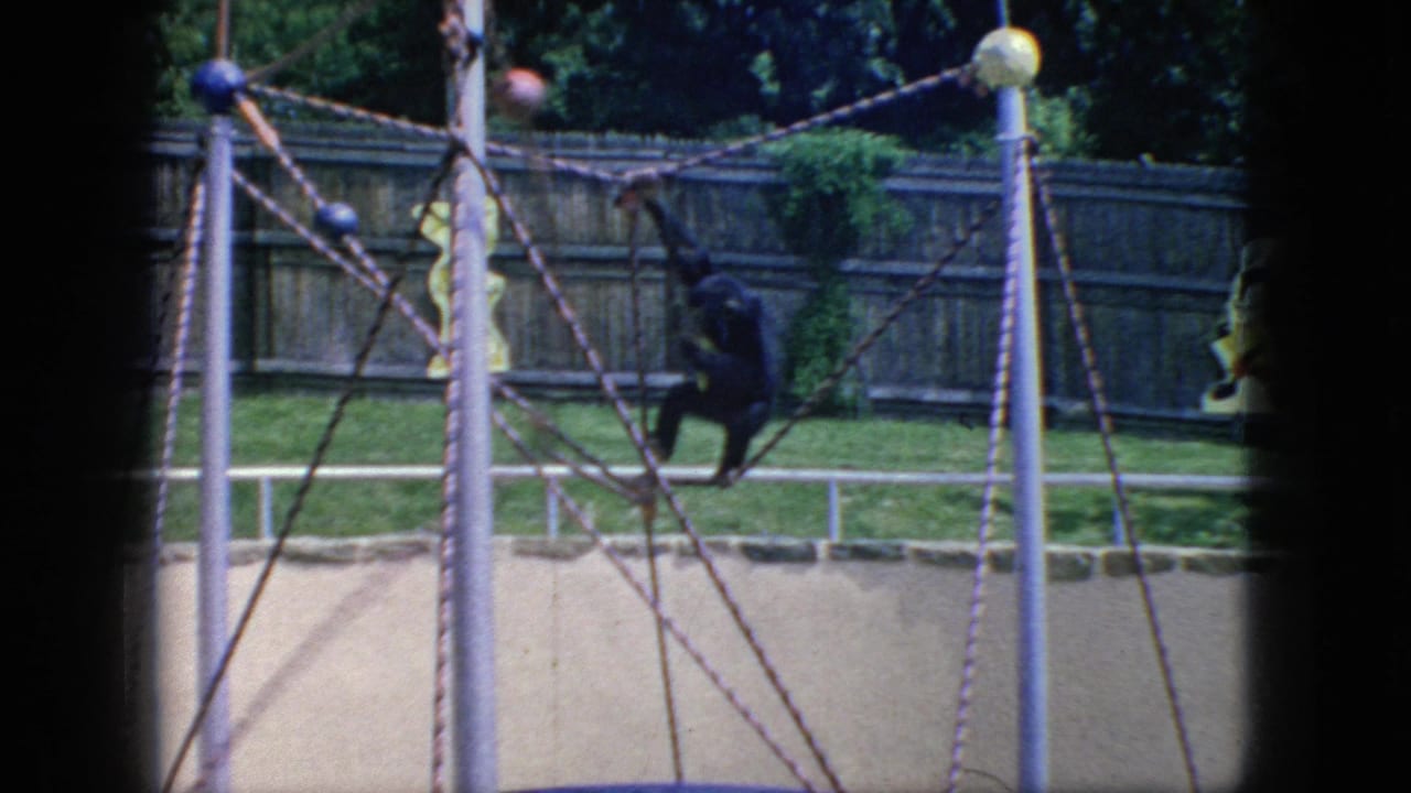 1966 New Jersey 8mm frame showing a monkey climbing on a rope-and-pole jungle gym in an outdoor zoo enclosure with grass, trees, and a wooden fence.