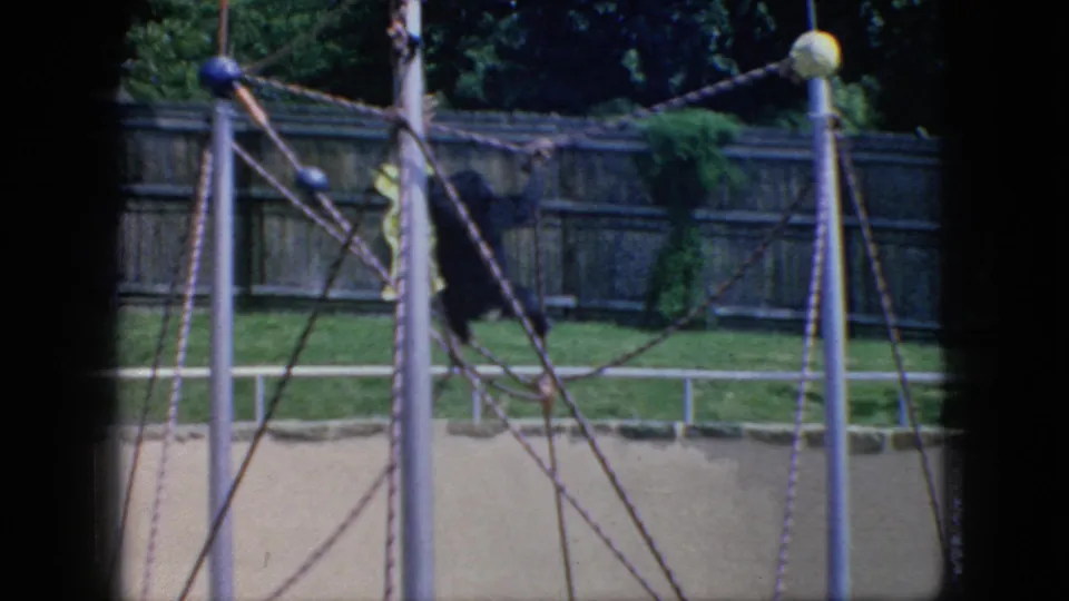1966 New Jersey 8mm frame showing the monkey moving through the rope climbing structure, framed by tall poles, grass, and a wooden fence.