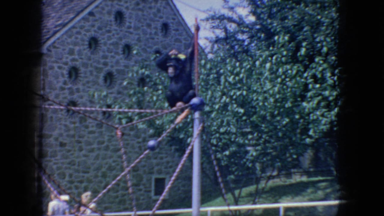 In this 1966 New Jersey 8mm frame, a chimpanzee climbs a rope structure inside an animal enclosure, with a stone building, trees, and fencing visible behind it.