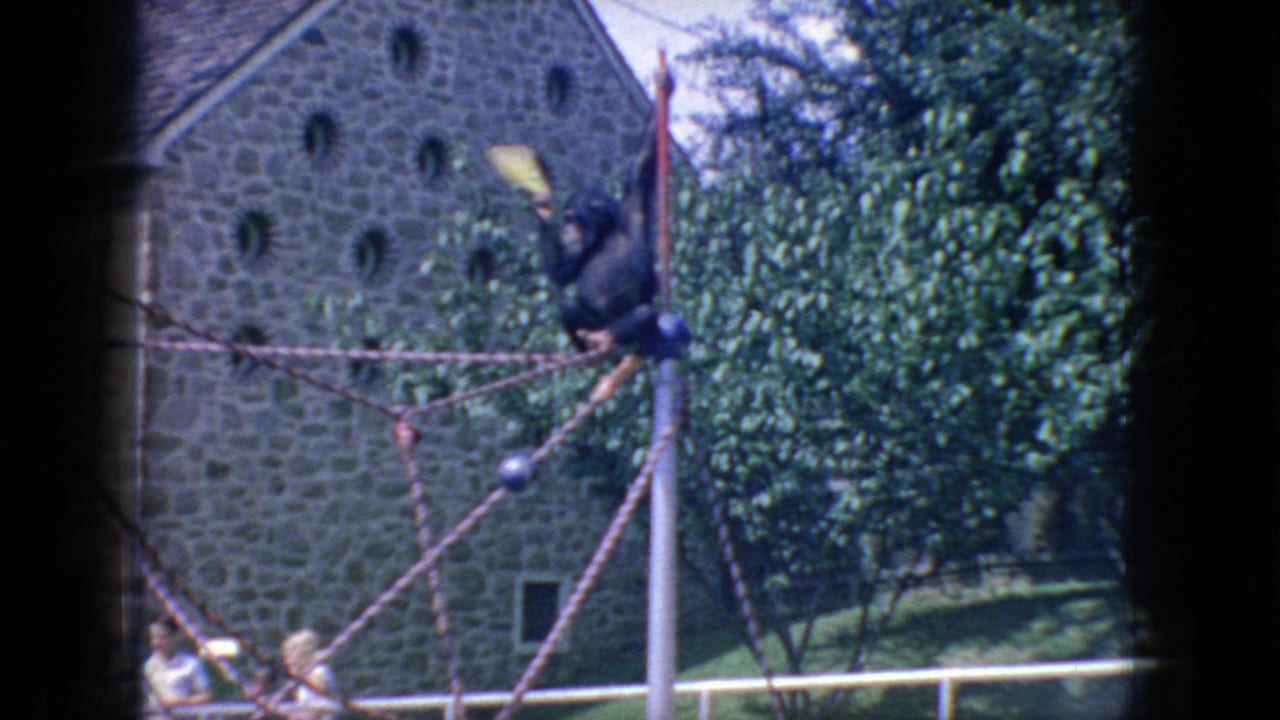 The frame shows a chimpanzee moving across ropes while holding a yellow object, with a stone building and dense greenery behind the enclosure in the 1966 New Jersey footage.