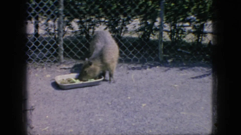 A capybara eats from a shallow tray on the ground beside a chain-link fence, with partially visible visitors at the edge of the zoo or animal-park enclosure.