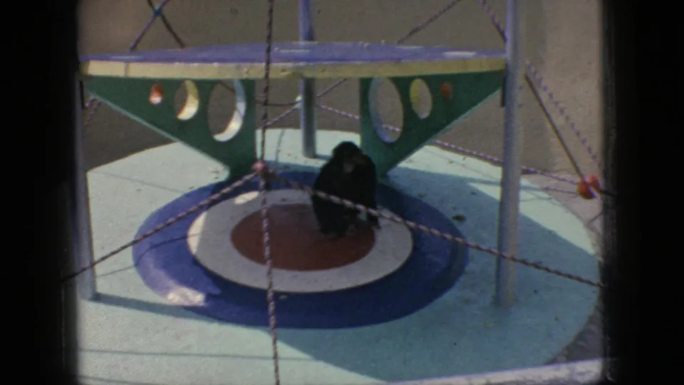 A small dark bird stands on a painted circular platform beneath a raised structure, with ropes and enclosure supports visible in the 1966 New Jersey home-movie frame.