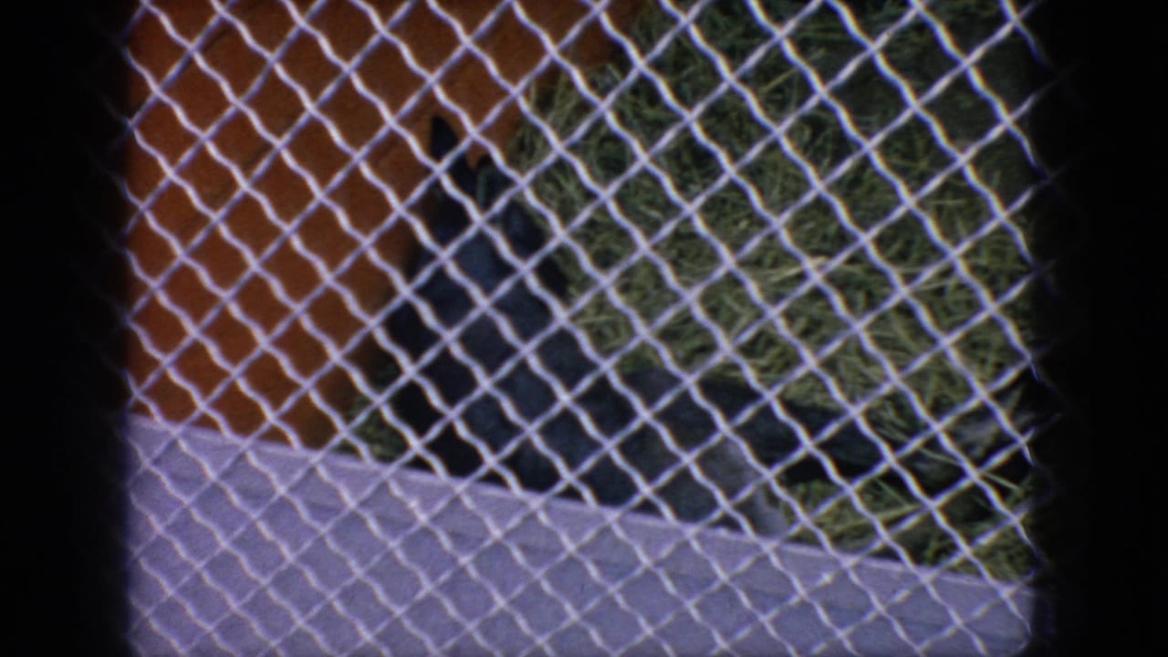 Chain-link fence and tiled enclosure wall with a dark seal form near the right side.