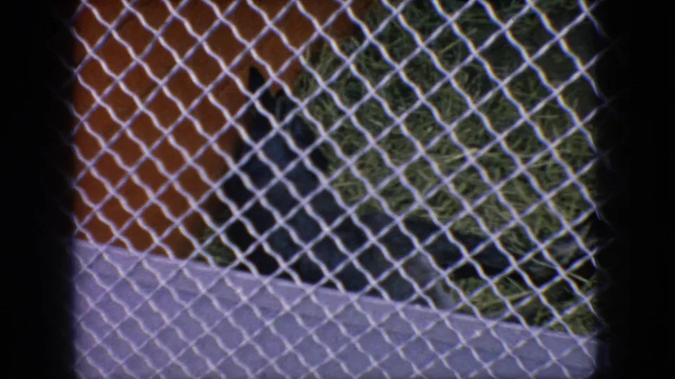 1966 New Jersey 8mm frame with chain-link fencing across the view, a tiled aquarium wall, and a dark seal form near the right edge of the enclosure.