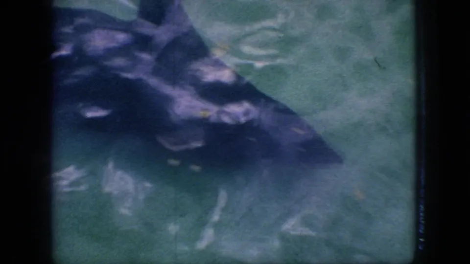 1966 New Jersey 8mm frame showing the seal swimming close to the camera through greenish-blue water, with dark vertical foreground obstruction and visible film grain.