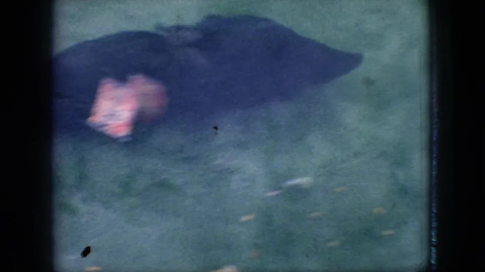 1966 New Jersey 8mm frame showing a seal underwater with its lighter face area visible, framed by a dark vertical obstruction and greenish-blue tank water.