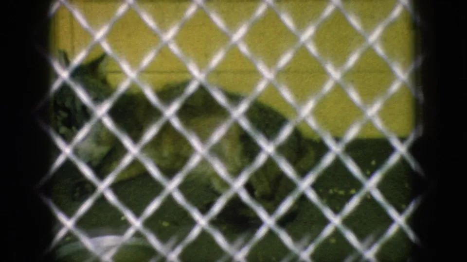 1966 New Jersey 8mm frame showing a large cat, possibly a lioness or tiger, resting behind a chain-link fence in a zoo enclosure.