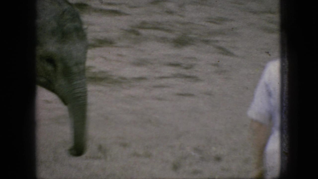 Baby elephant partly visible near a sandy enclosure with a woman partially in frame.