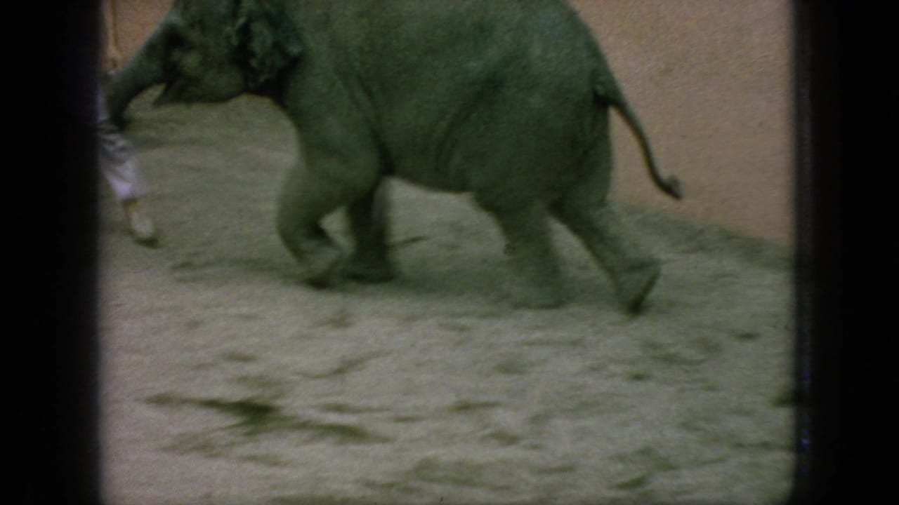 Baby elephant walks across a sandy enclosure with a person partly visible nearby.