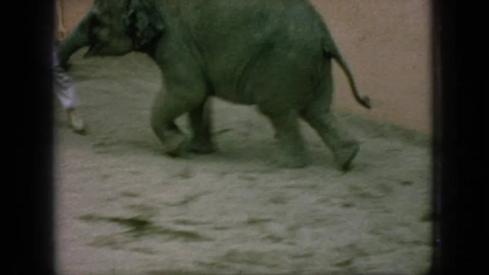 1966 New Jersey 8mm frame of a young elephant walking beside a partly cropped adult in a sandy walled enclosure.