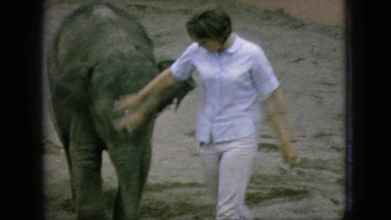 1966 New Jersey 8mm frame showing a woman in light clothing touching or guiding a baby elephant inside a sandy animal pen.