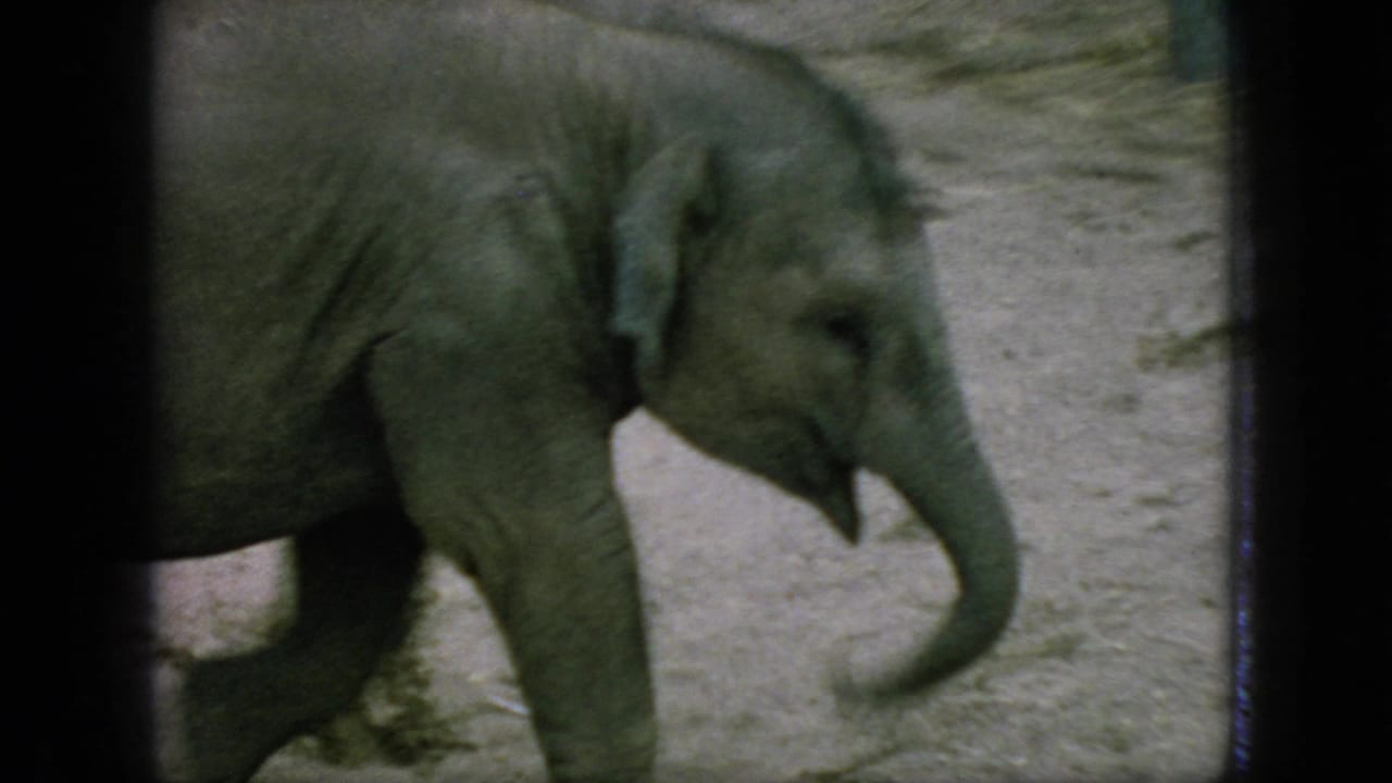 1966 New Jersey 8mm frame with a close, softly focused view of a young elephant walking through the sandy enclosure with its trunk curled.