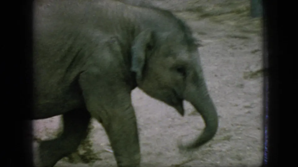 1966 New Jersey 8mm frame with a close, softly focused view of a young elephant walking through the sandy enclosure with its trunk curled.