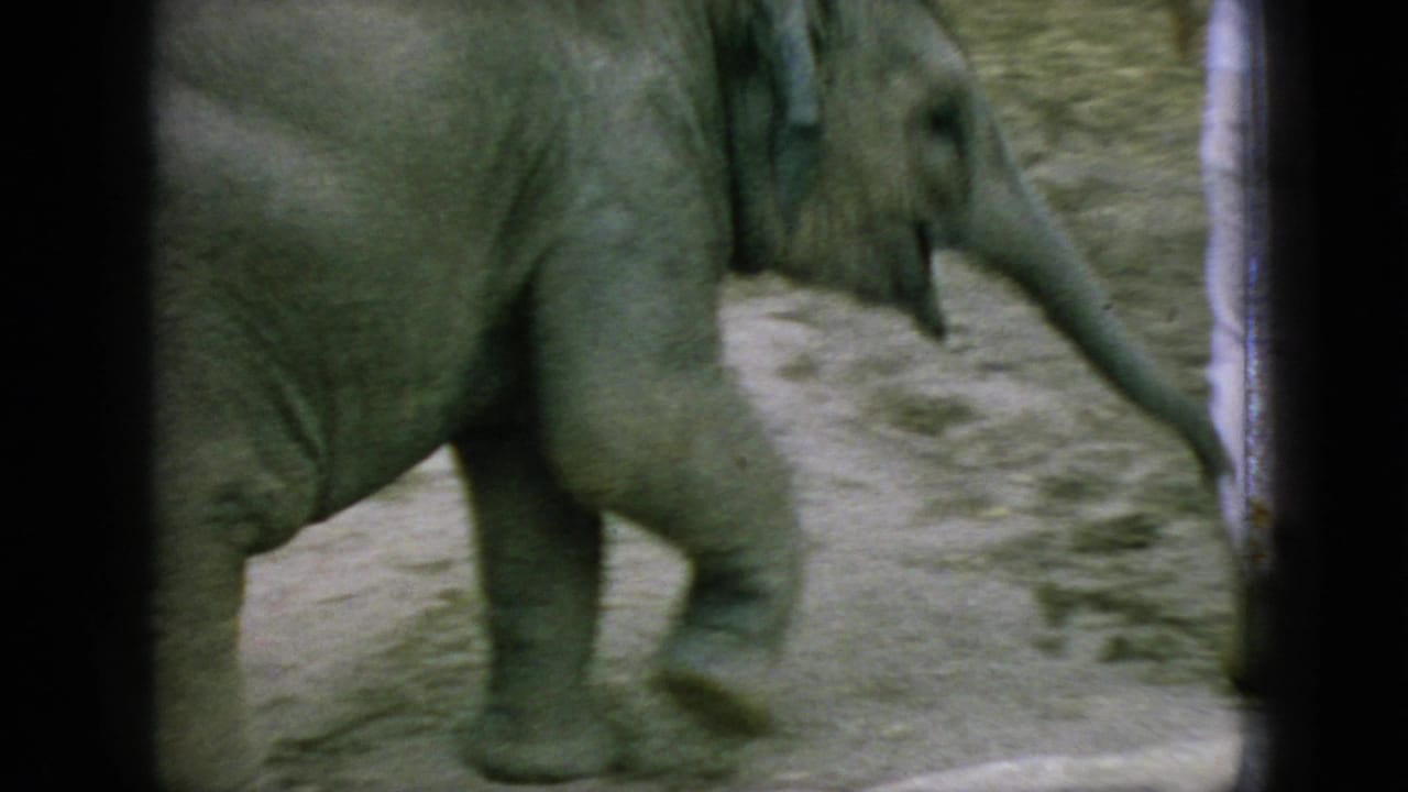 1966 New Jersey 8mm frame showing a young elephant moving across sandy zoo enclosure ground with dark film-edge borders.