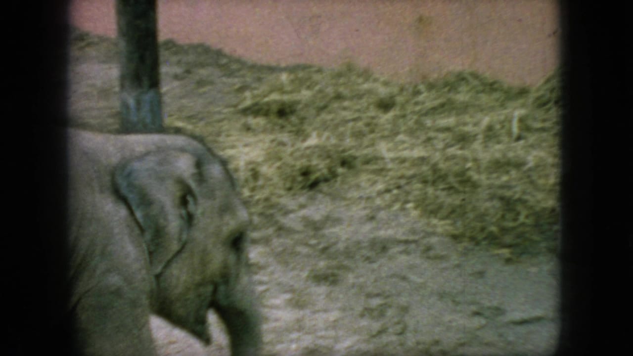 Young elephant near posts and hay inside a zoo enclosure.