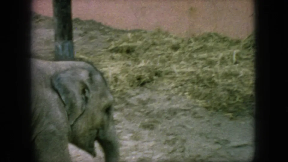 Young elephant in a zoo enclosure near upright posts and hay, seen in faded color 8mm footage from the 1966 New Jersey clip.